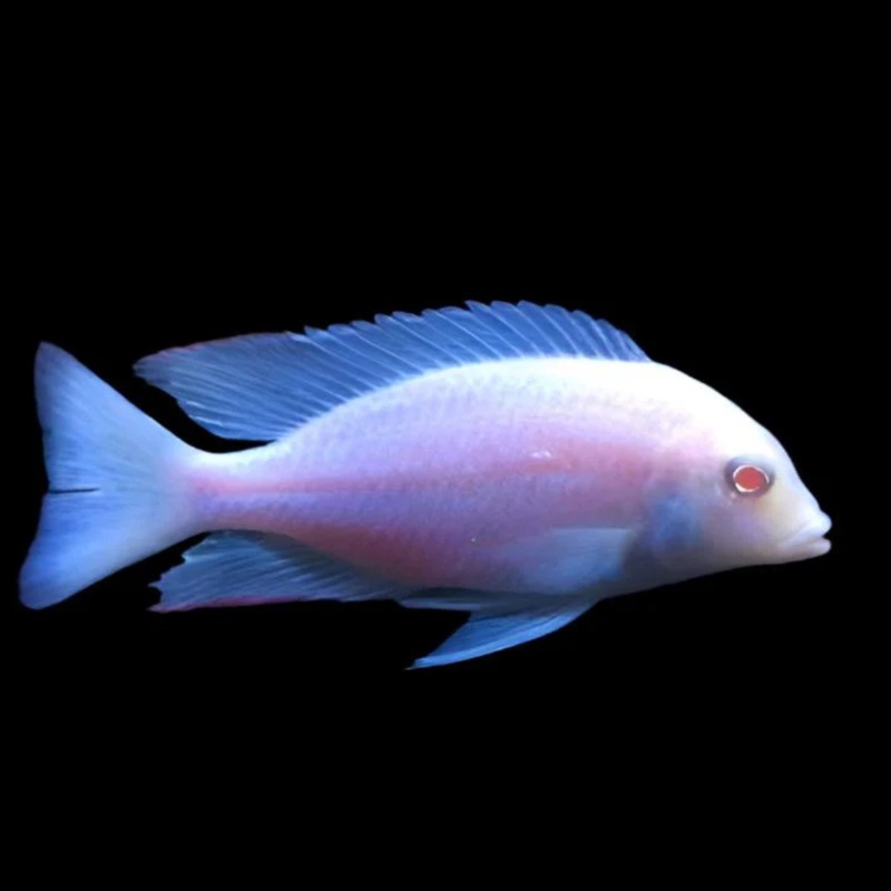 LIVE AFRICAN CICHLID ALBINO/DOLPHIN (Cyrtocara Moori) (CHD-167) U002