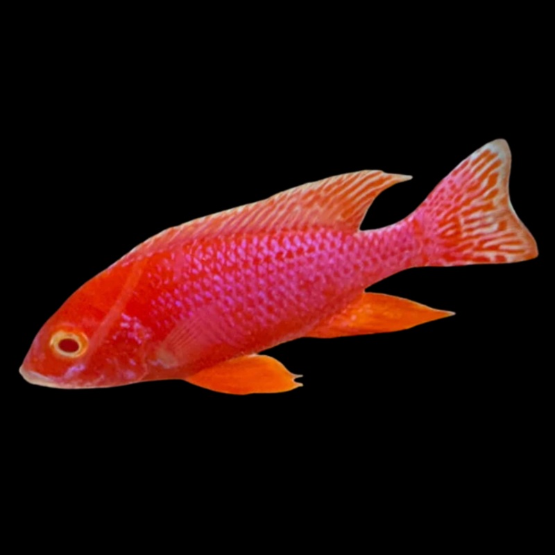 Live African Cichlid Albino Red Dragon Blood Peacock (CHD-166) U030
