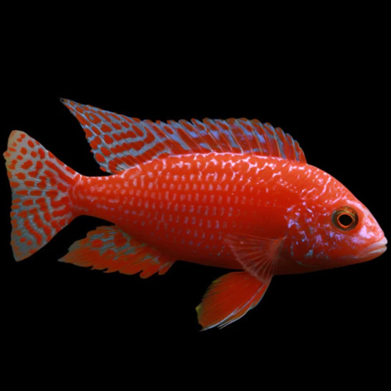 Live African Cichlid Red Dragon Blood Peacock Cichlid (CHD-165) U017