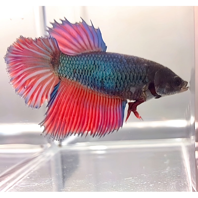 Live Betta Fish Green/Blue Red tail Halfmoon  Female (LLL-1097) WHAT YOU SEE IS WHAT YOU GET!