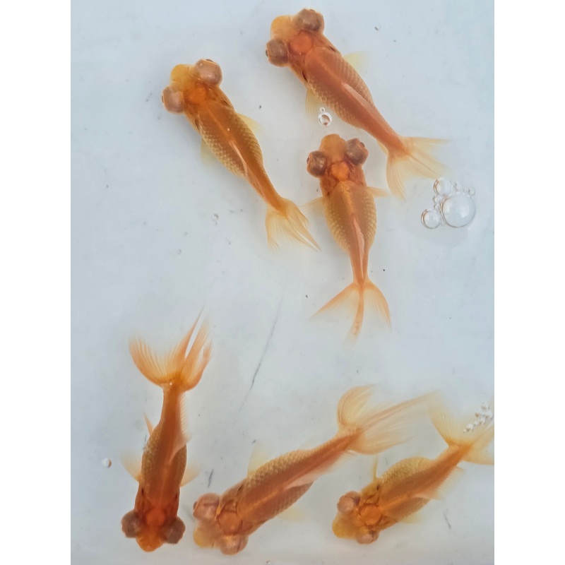 Live Fancy Goldfish Albino Red Eye Telescope Moor Small 1.50 inch (CGF-)