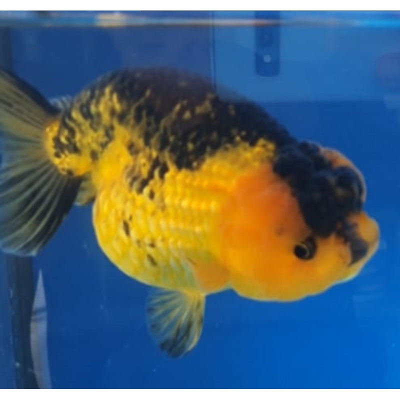 Live Fancy Goldfish Premium Select Our Choice Big Head Thai Lionchu Apache Red Black Grow up to Over 5'' BODY(CGF-076)