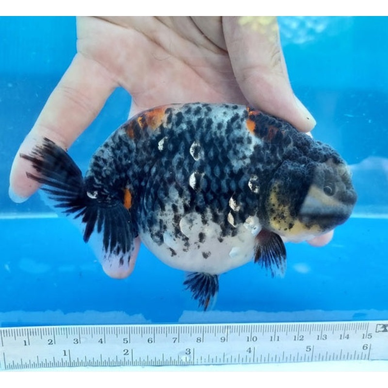 Live Fancy Goldfish Premium Select Our Choice Big Head Thai Lionchu Kirin Grow up to Over 5'' BODY(CGF-077)