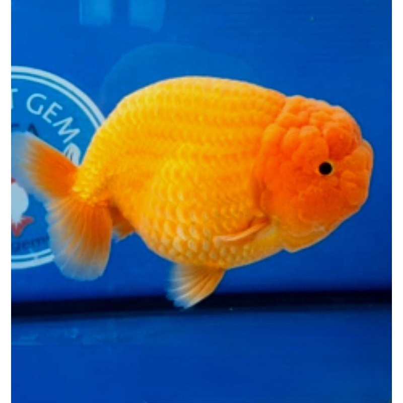 Live Fancy Goldfish Premium Select Our Choice Big Head Thai Lionchu Red Grow up to Over 5'' BODY(CGF-072)