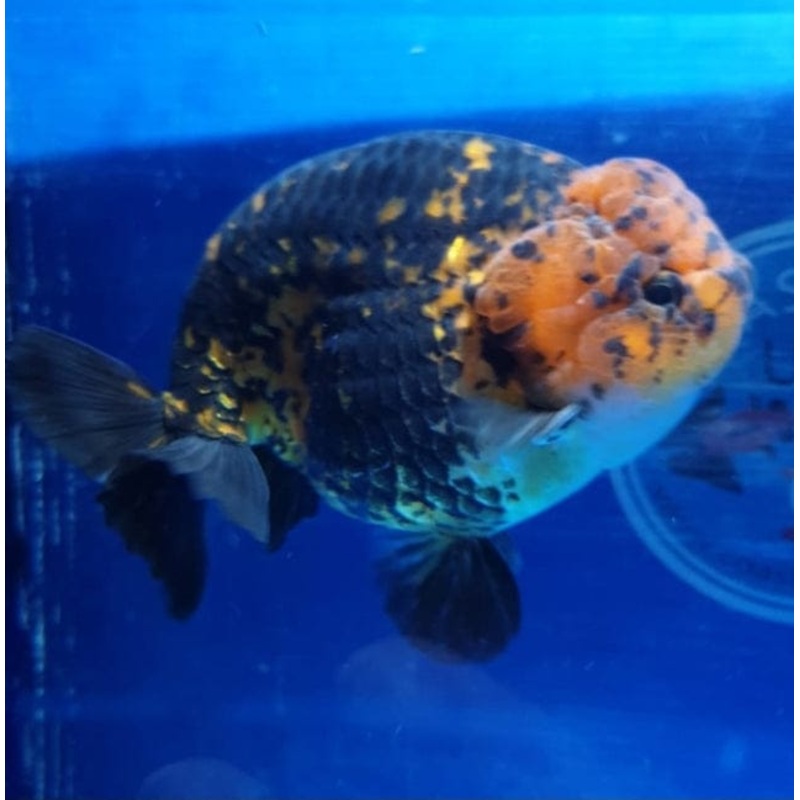 Live Fancy Goldfish Premium Select Our Choice Big Head Thai Lionchu Tiger Grow up to Over 5'' BODY(CGF-078)
