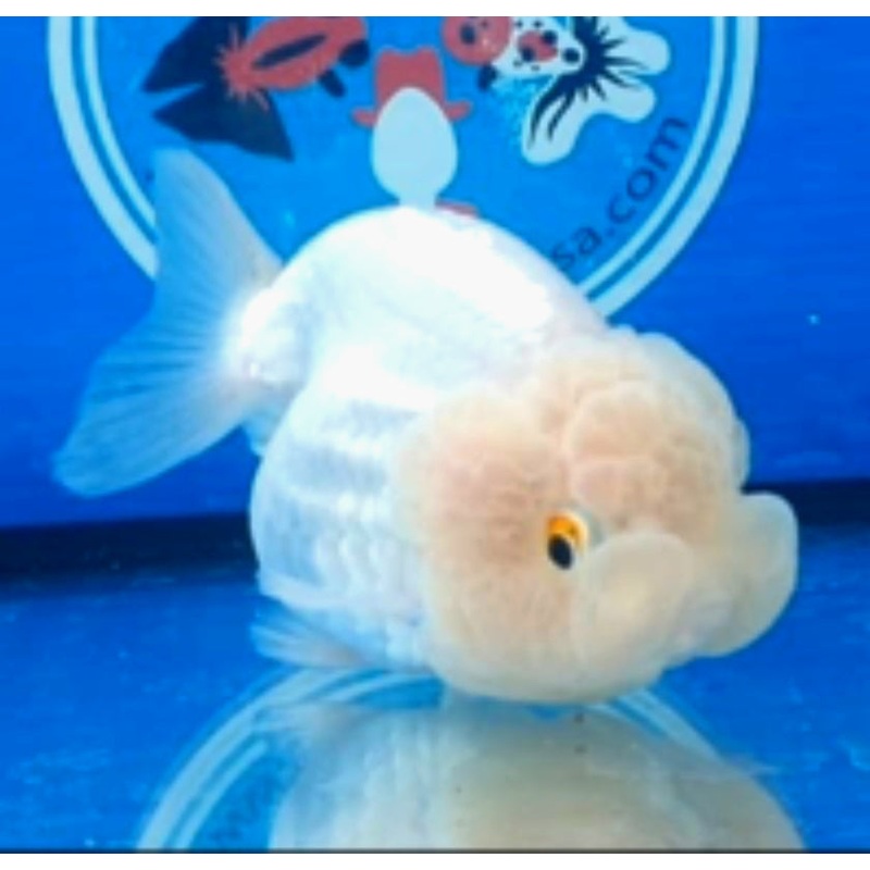 Live Fancy Goldfish Premium Select Our Choice Big Head Thai Lionchu White Lemon Head Grow up to Over 5'' BODY(CGF-070)