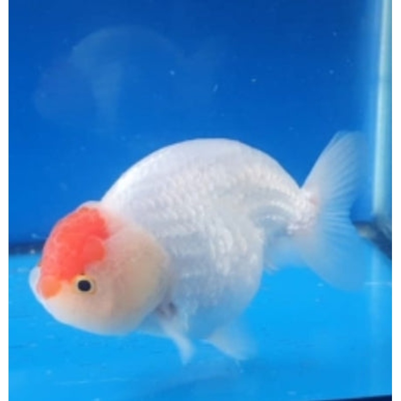 Live Fancy Goldfish Premium Select Our Choice Big Head Thai Lionchu White Tancho Grow up to Over 5'' BODY(CGF-075)