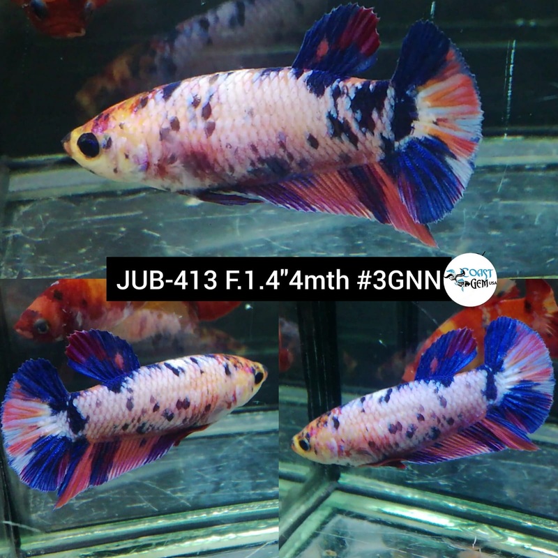 Live Female Betta Fancy marble Plakat (JUB-413) What you see What you get!
