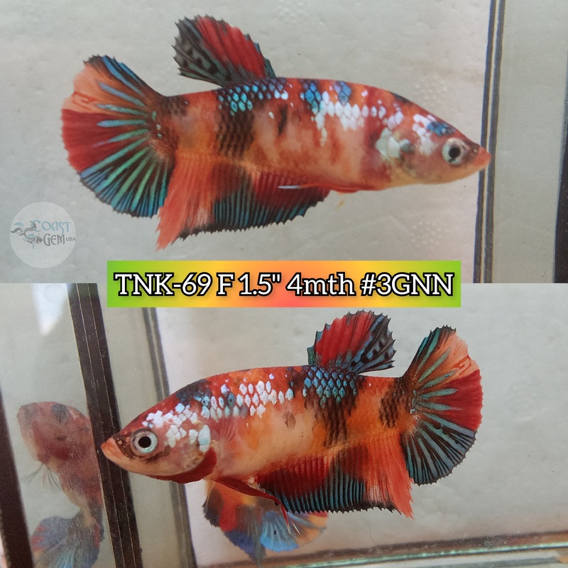 Live Female Betta Galaxy Nemo Plakat(TNK-69) High quality what you see what you get!