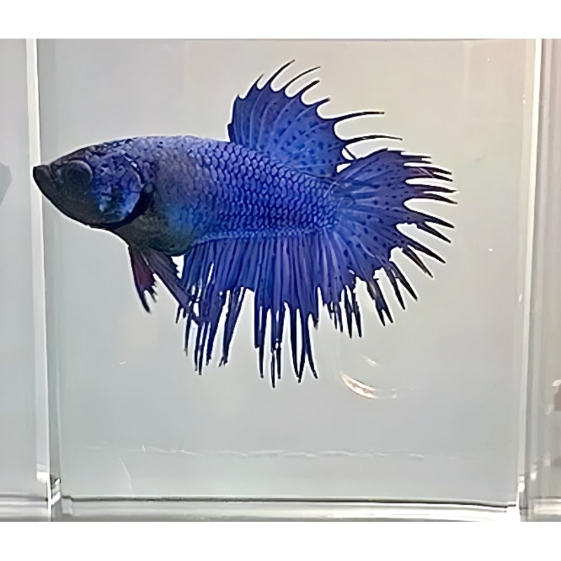 LIVE FISH BETTA ROYAL  BLUE SPIDER CROWNTAIL FEMALE (LLL-1098) WHAT YOU SEE IS WHAT YOU GET!