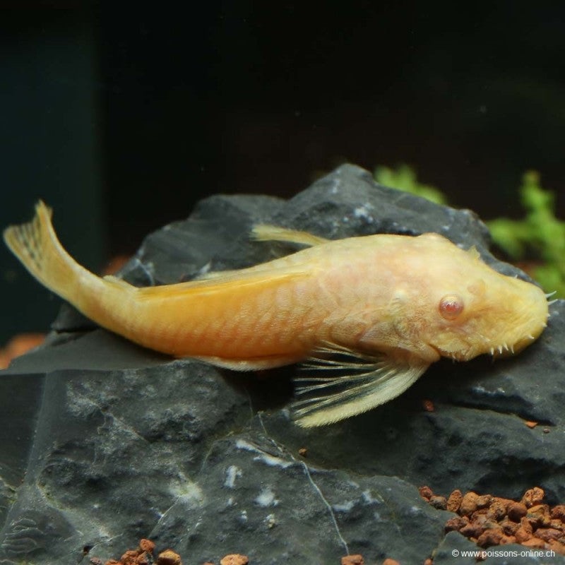 Live Freshwater Albino Bristlenose Pleco (Ancistrus sp.) 1.00-1.50 inch