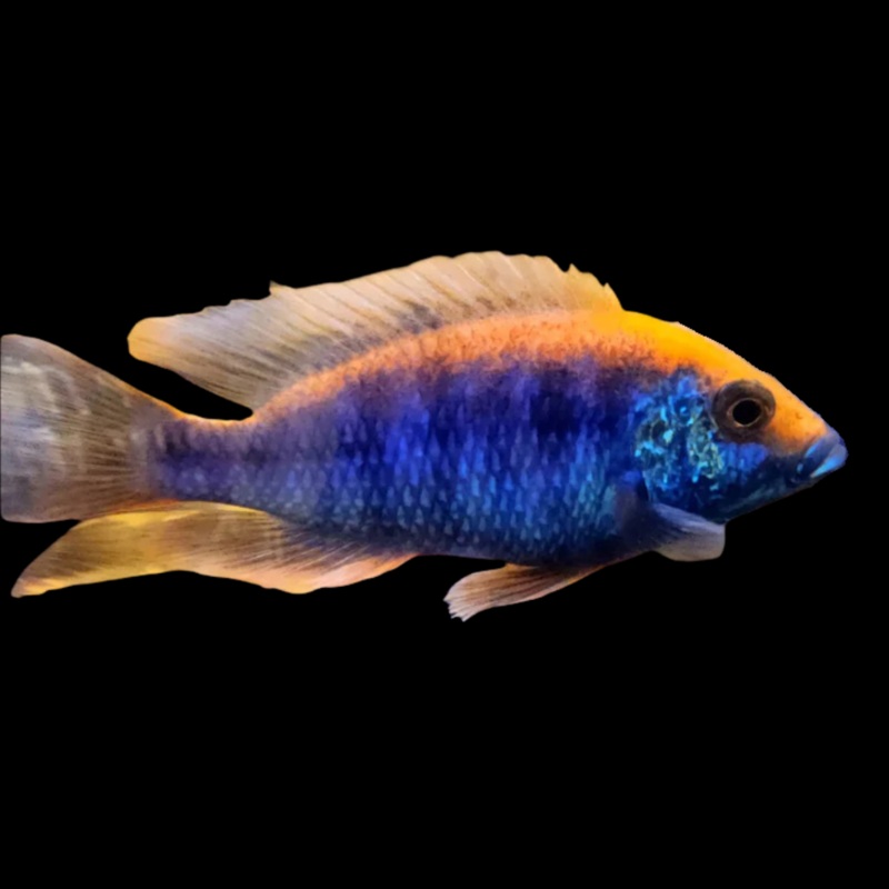 Live Freshwater Aquarium African Cichlid Ovatus Cichlid  (Protomelas Spilonotus "Ovatus")(CHD-137)U020
