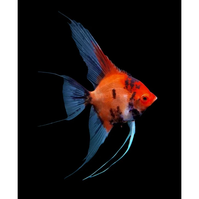 Live Freshwater Aquarium Red Devil Angelfish SMALL 1.50"