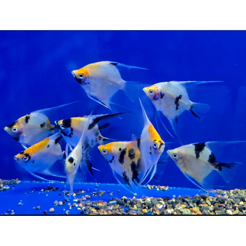 Live Freshwater Aquarium Tri Color Koi Angelfish Medium