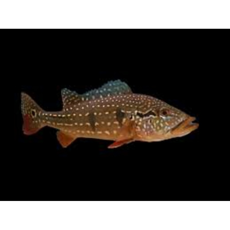 Live Freshwater Bass Temensis Peacock Bass (Cichla temensis) 3.00 inch