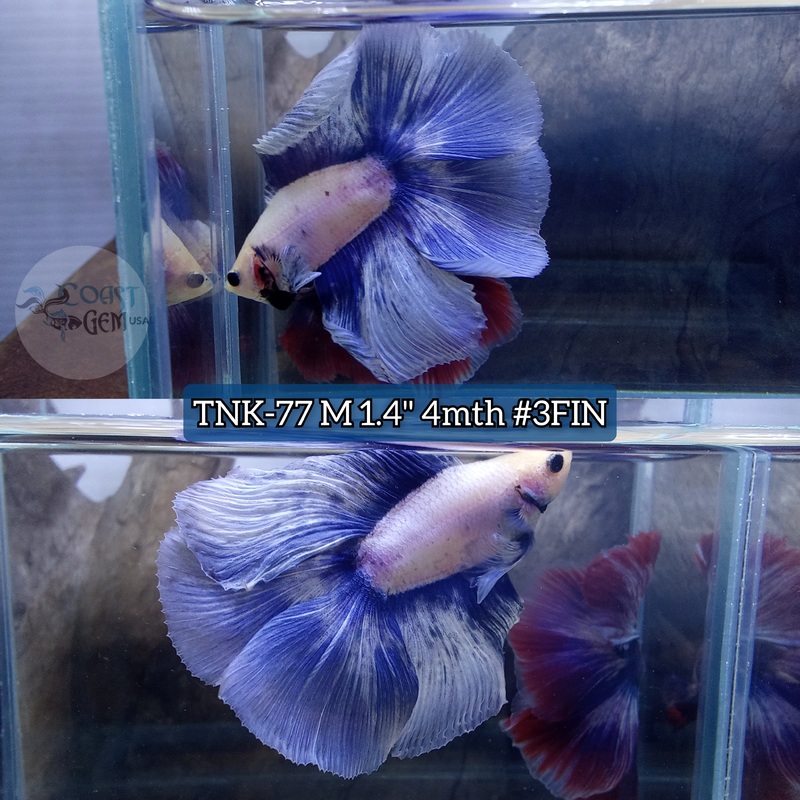 Live Male Betta Blue Grizzle Doubletail Halfmoon High quality (TNK-77) what you see what you get!