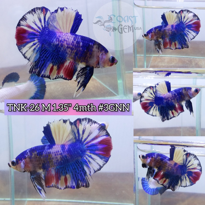 Live Male Betta Candy multi-colors Plakat(TNK-26) High Quality grade What you see What you get!