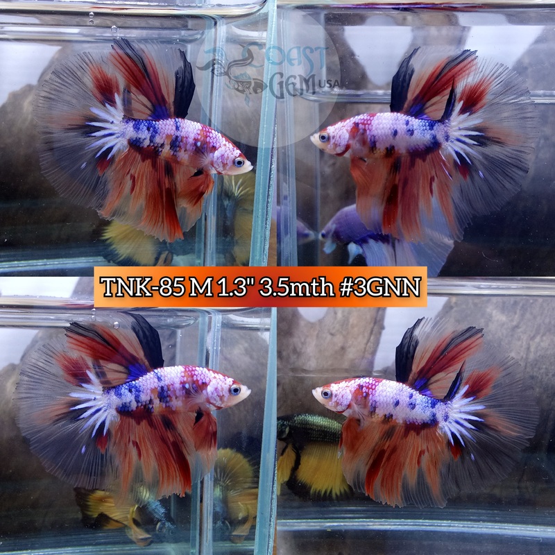 Live Male Betta Candy Nemo Halfmoon High quality (TNK-85) what you see what you get!
