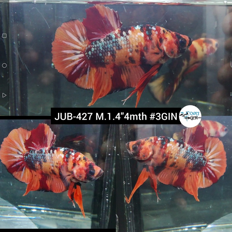 Live Male Betta Copper Nemo Koi Plakat (JUB-427) What you see What you get!