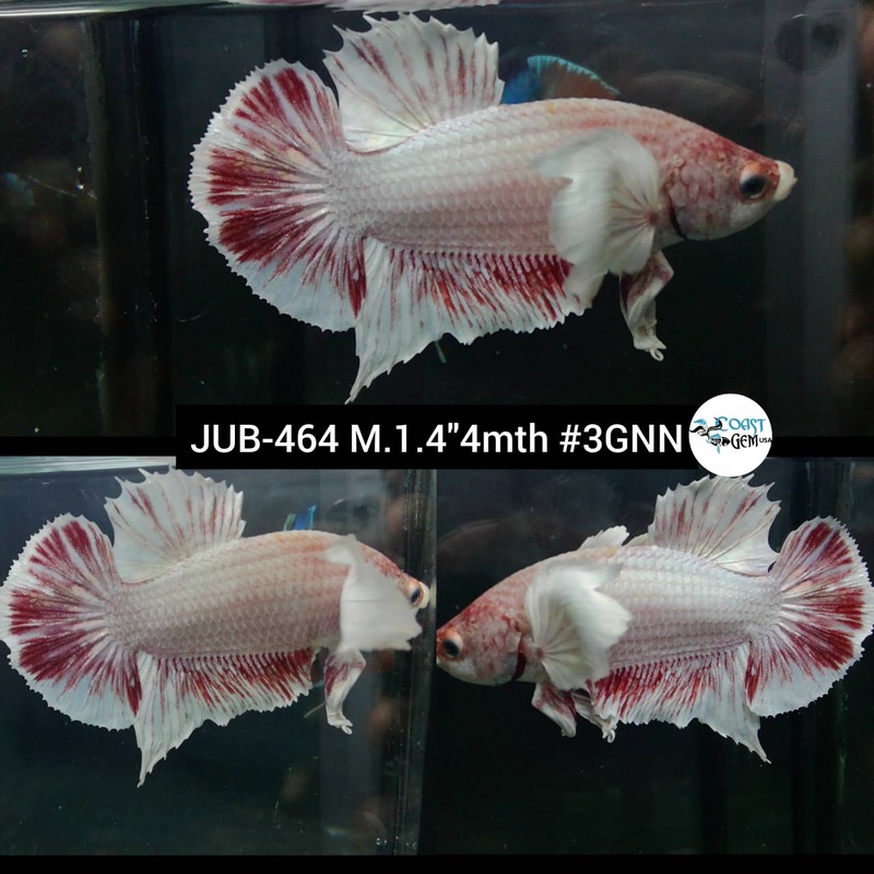 Live Male Betta Fancy Copper Light tone Dumbo Plakat (JUB-464) What you see what you get!