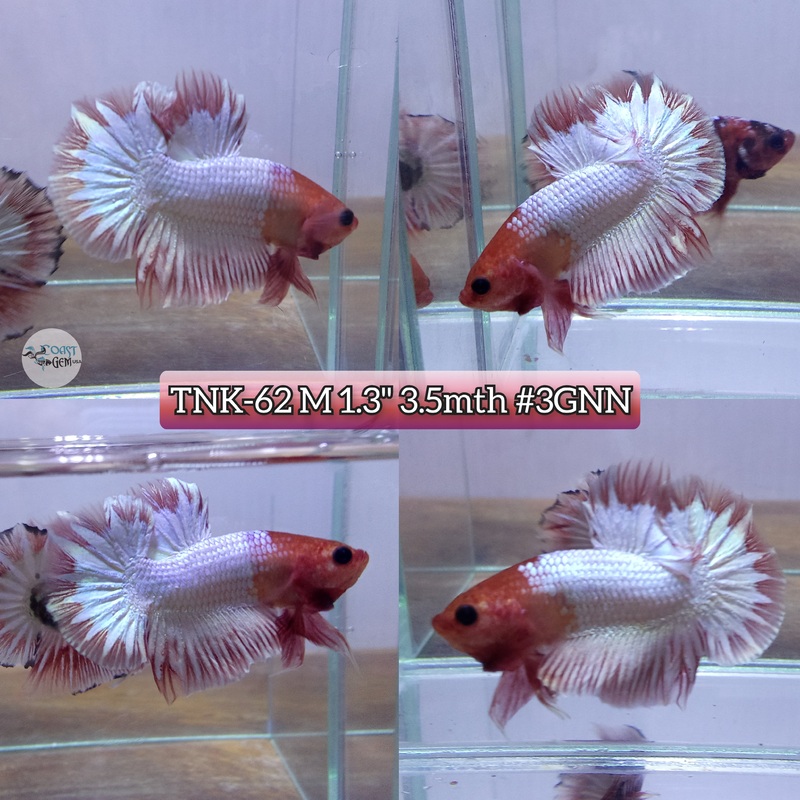 Live Male Betta Fancy Copper Startail Plakat   (TNK-62) High quality what you see what you get!