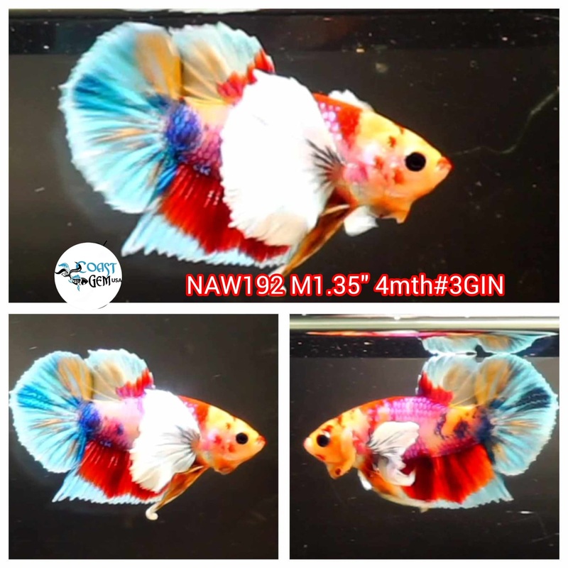 Live Male Betta Fancy Koi Dumbo Big Ear Plakat S109 (NAW-192) What you see what you get!