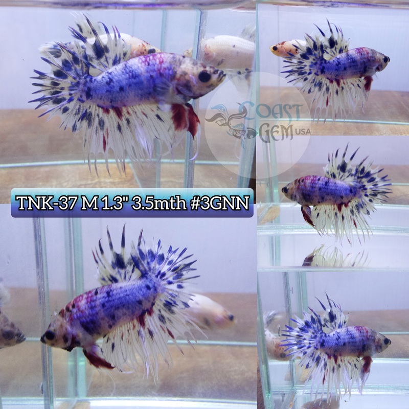 Live Male Betta Fancy marble Crowntail Plakat High quality (TNK-37) what you see what you get!