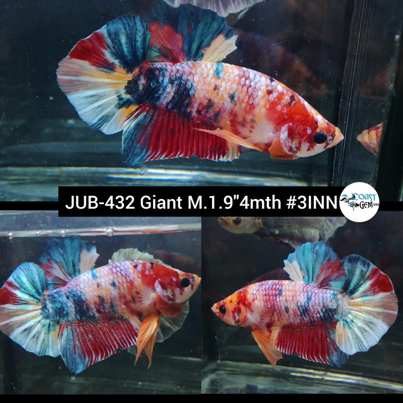 Live Male Betta Giant Candy multi-colors Plakat (JUB-432) What you see What you get!