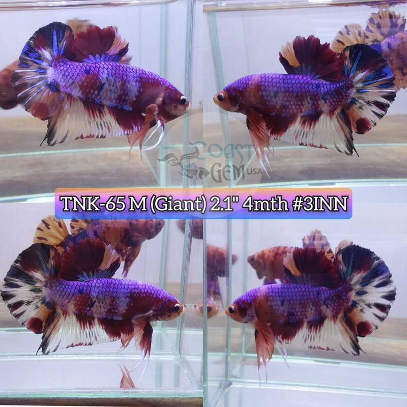 Live Male Betta Giant Violet Candy metallic Plakat  (TNK-65) High quality what you see what you get!!
