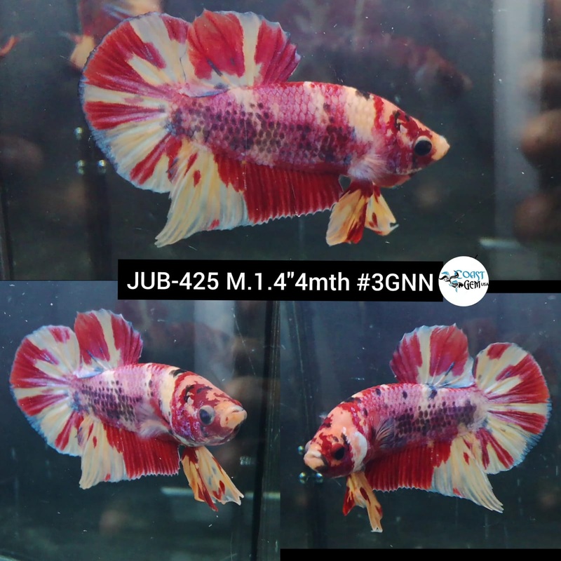 Live Male Betta Nemo Metallic Plakat (JUB-425) What you see What you get!