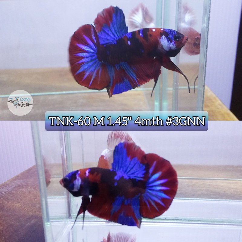 Live Male Betta Red Blue Galaxy Koi Plakat (TNK-60) High quality what you see what you get!