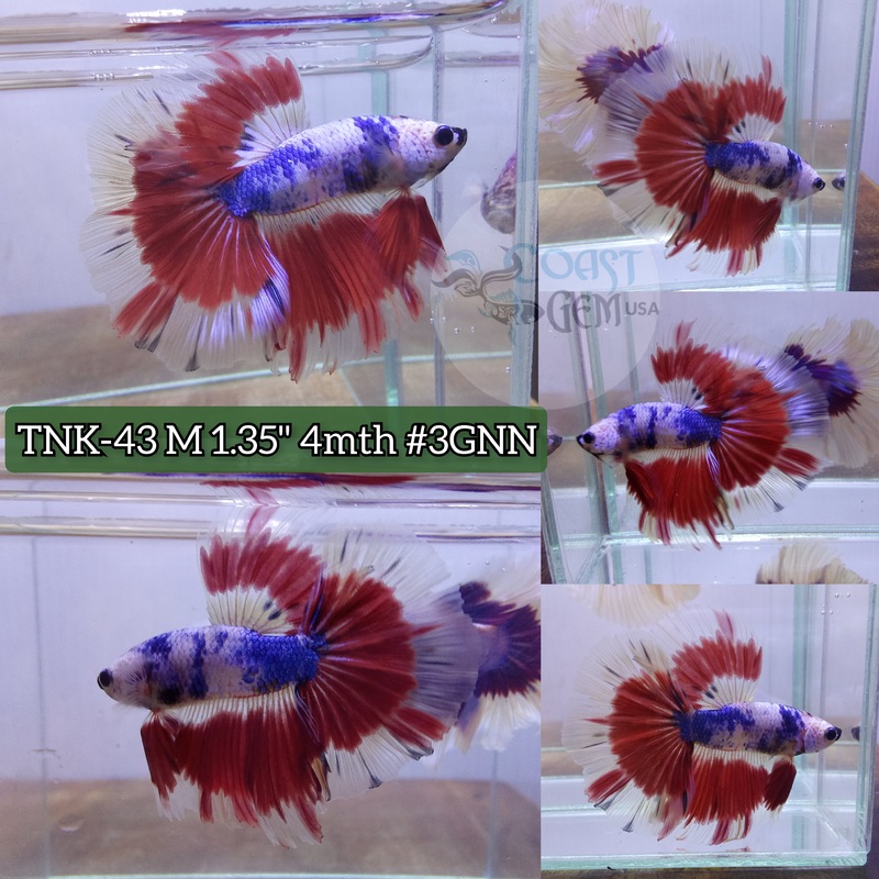 Live Male Betta Red Fancy Pattern Halfmoon High quality (TNK-43) what you see what you get!