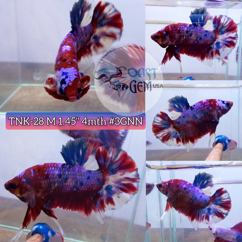Live Male Betta Red Galaxy Koi Plakat (TNK-28) High Quality grade What you see What you get!
