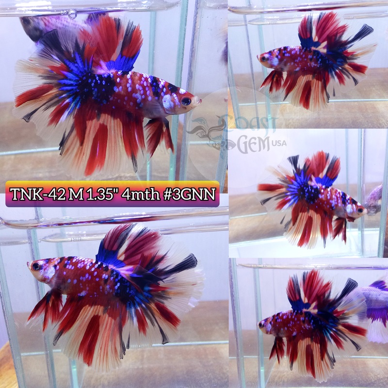 Live Male Betta Red Galaxy Nemo Halfmoon High quality (TNK-42) what you see what you get!