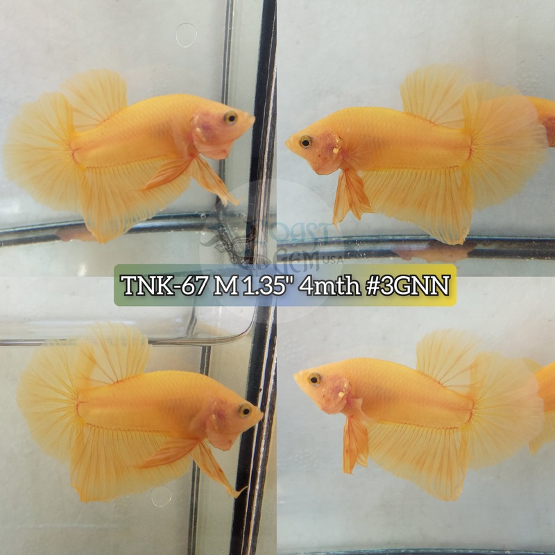 Live Male Betta Super yellow Solid color Plakat (TNK-67) High quality what you see what you get!