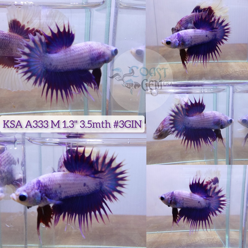 Live Male Betta Violet Fancy Dragon Crowntail Plakat High quality (KSA-A333) what you see what you get!