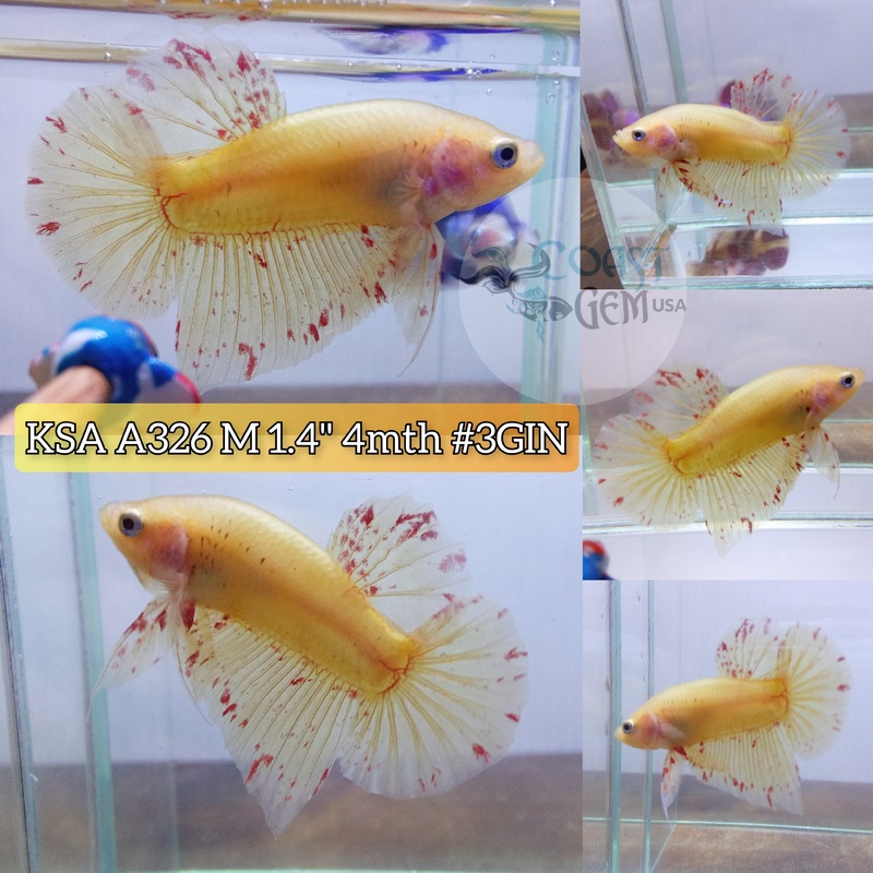 Live Male Betta Yellow Armageddon Plakat (KSA-A326) High Quality grade What you see What you get!