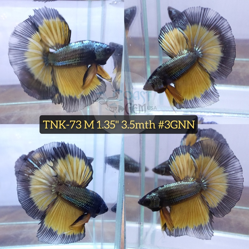 Live Male Betta Yellow Copper Mustard Halfmoon (TNK-73) High quality what you see what you get!
