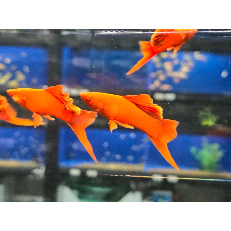 Live Tropical Fish Albino Red Vienna High Fin Cauliflower Swordtail (Xiphophorus hellerii)