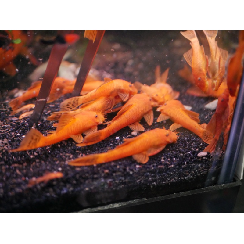 Live Tropical Fish Super Red Bristlenose Pleco 1.00-1.50 inch