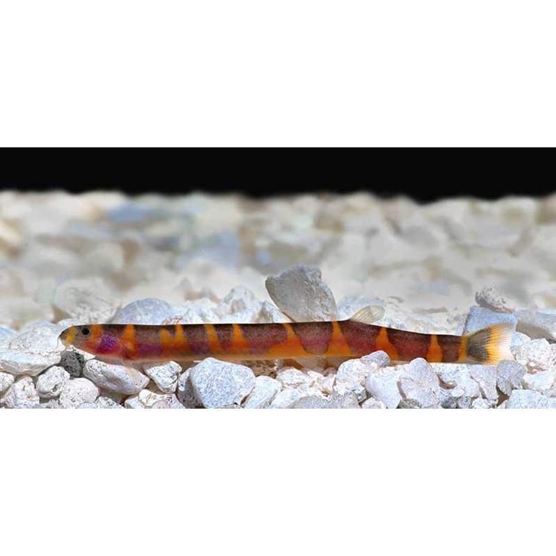 Live Tropical Freshwater Giant Kuhli Loach (Pangio myersi) R13B06