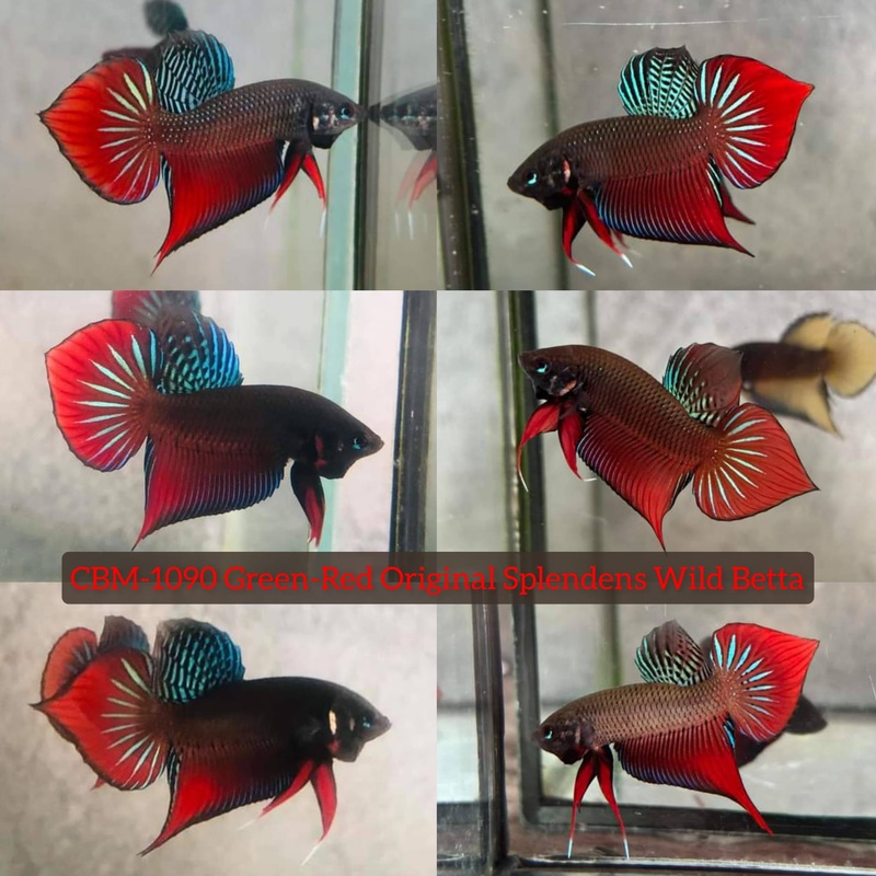 Live Wild Betta Male GREEN-RED ORIGINAL SPLENDENS (CBM-1090)** Our Choice BUY 4 GET 1 FREE MIX & MATCH