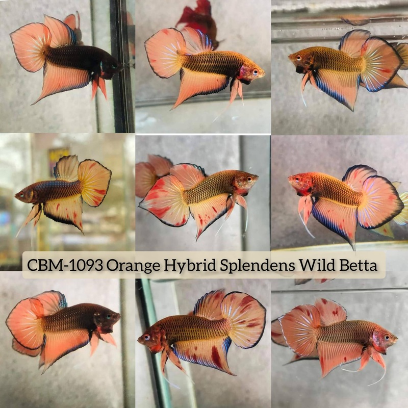 Live Wild Betta Male ORANGE HYBRID SPLENDENS(CBM-1093)** Our Choice BUY 4 GET 1 FREE MIX & MATCH