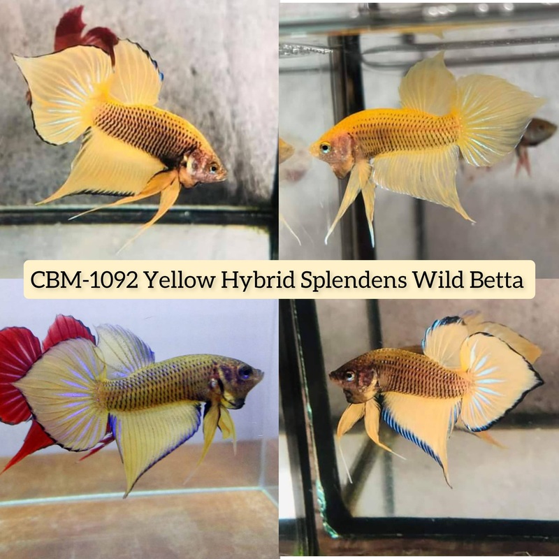 Live Wild Betta Male YELLOW HYBRID SPLENDENS (CBM-1092)** Our Choice BUY 4 GET 1 FREE MIX & MATCH
