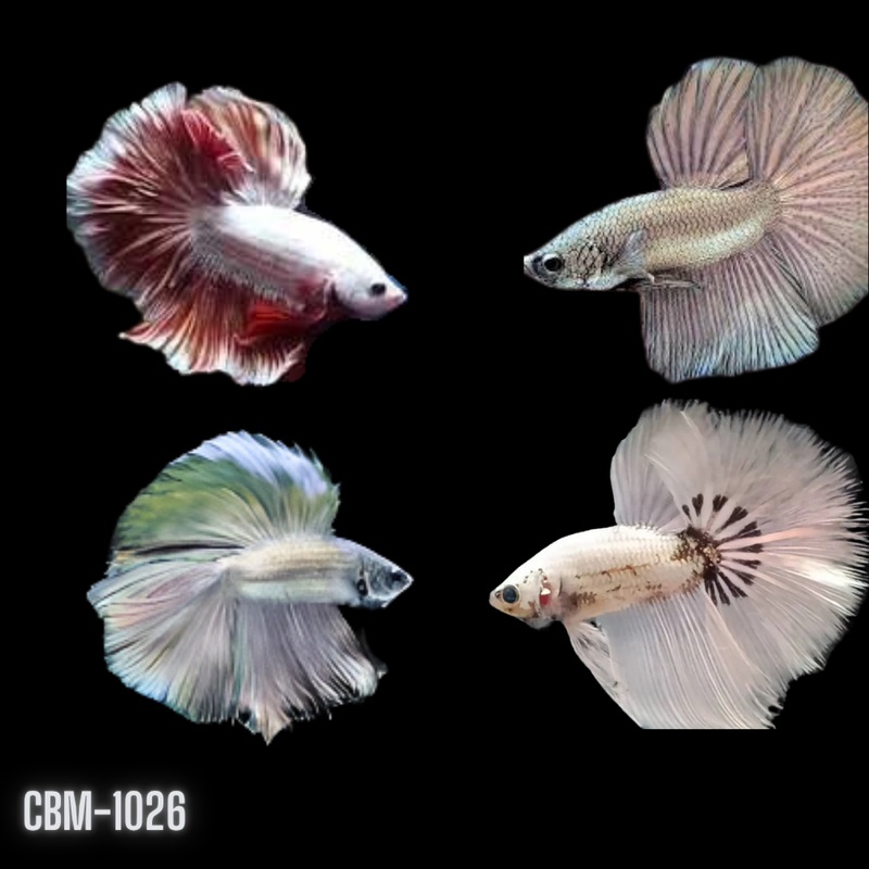 Male Betta Copper Scale Over Halfmoon Light Tone (CBM-1026) Our Choice BUY 4 GET 1 FREE