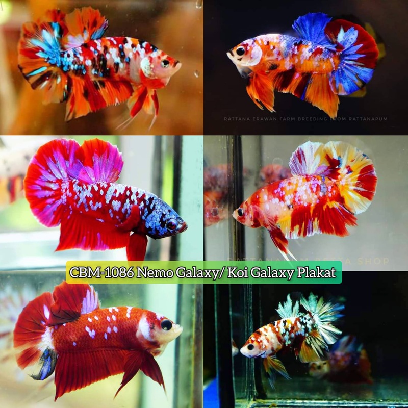 NEMO GALAXY/KOI GALAXY PLAKAT MALE BETTA (CBM-1086)** Our Choice BUY 4 GET 1 FREE MIX & MATCH