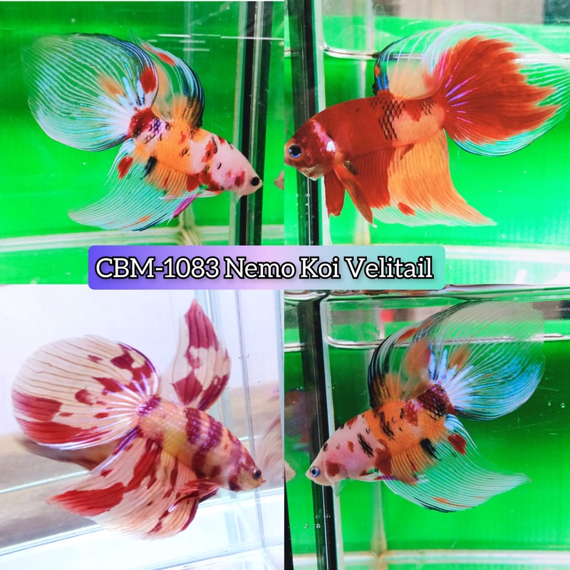 NEMO KOI COLOR VIELTAIL MALE BETTA (CBM-1083)** Our Choice BUY 4 GET 1 FREE MIX & MATCH