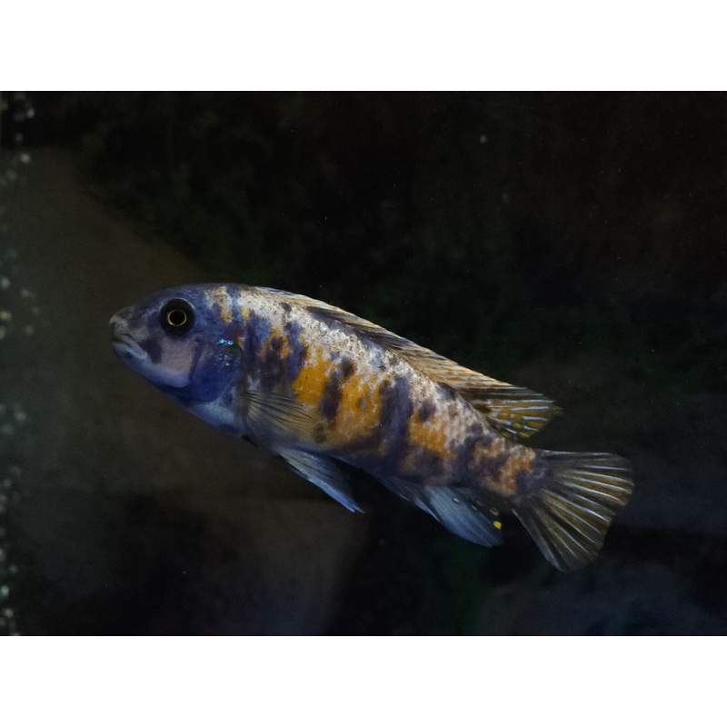 OB ZEBRA MBUNA CICHLID (LABEOTROPHEUS FUELLEBORNI OB)(CHD-155)