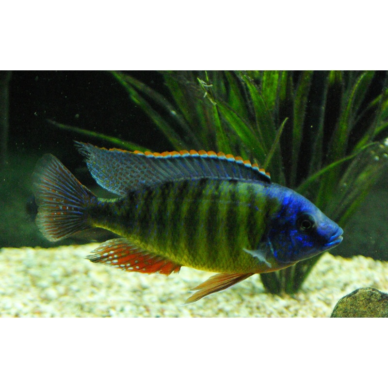 (TROP-006)K-4 Tangerine Tiger Cichlid (Protomelas fenestratus)