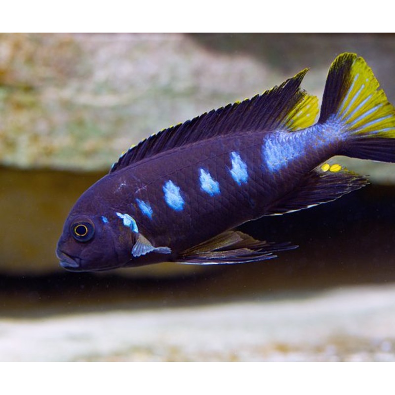 (TROP-021)Elongatus Chewere (Pseudotropheus sp. Elongatus "Chewere") #21